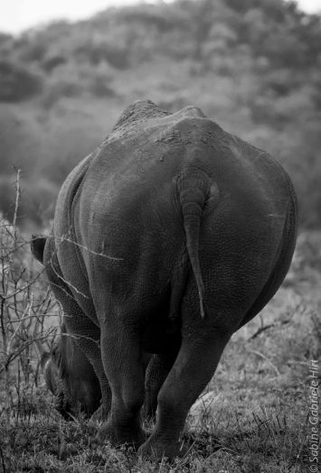 AFRICAN WILDLIFE IN BLACK AND WHITE (PART 1)