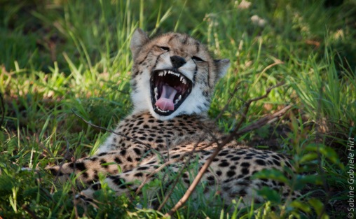 cheetah (1 of 19)