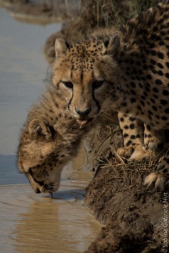 cheetah (16 of 19)