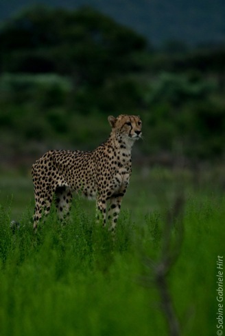 cheetah (17 of 19)