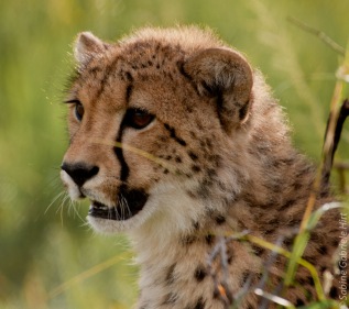 cheetah (2 of 19)
