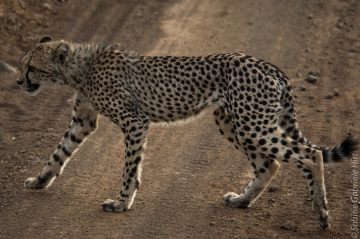 cheetah (9 of 19)