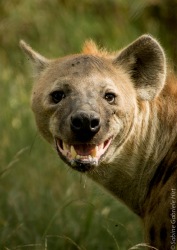 hyena (2 of 10)