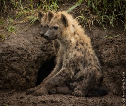 hyena (5 of 10)