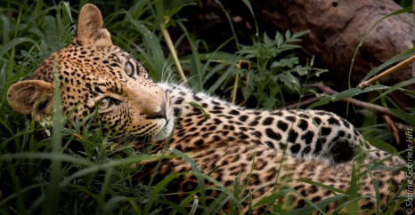 leopard (18 of 33)