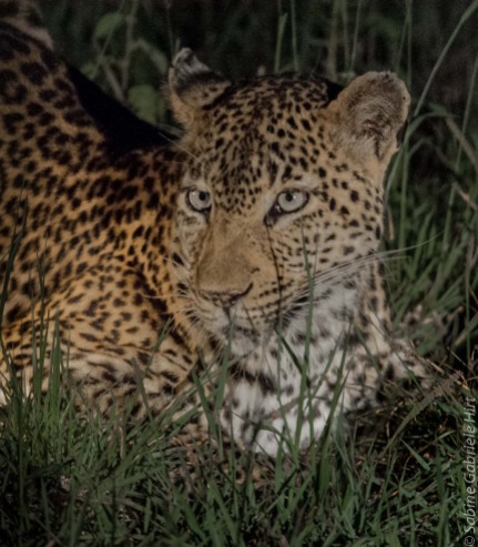 leopard (2 of 33)