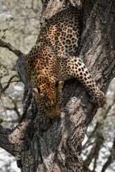 leopard (31 of 33)