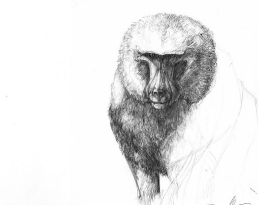 Olive Baboon, Pencil, 2015
