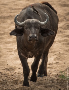 buffalo (1 of 9)