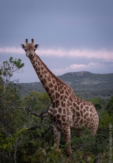 giraffe (2 of 6)