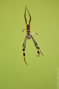Golden Orb-community spider (1 of 2)