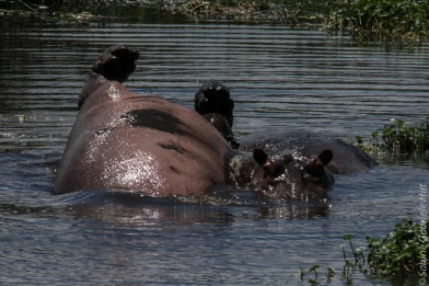 hippo (3 of 4)