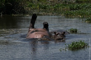 hippo (4 of 4)