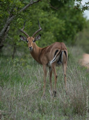 impala (13 of 18)