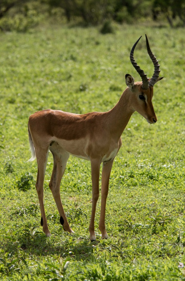 impala (17 of 18)