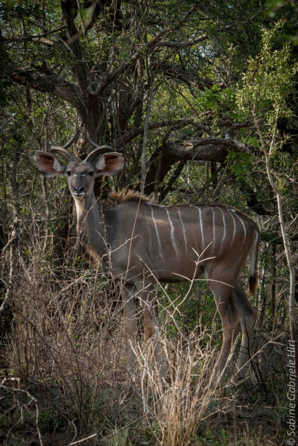 kudu (1 of 1)