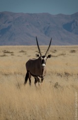 oryx (2 of 2)