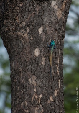 Red Head Agama (1 of 2)