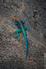 Red Head Agama (2 of 2)