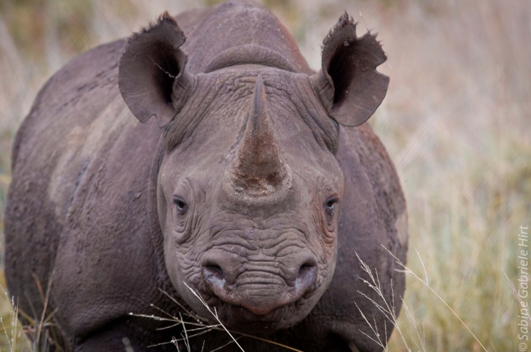 rhino (1 of 10)
