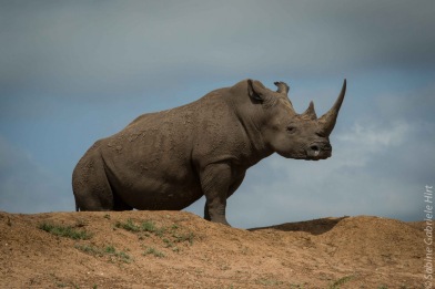 rhino (7 of 10)