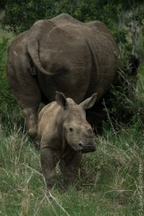 rhino (8 of 10)
