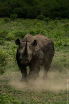 rhino (9 of 10)