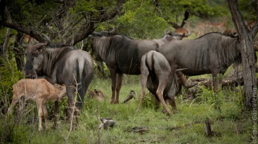 wildebeest (20 of 50)