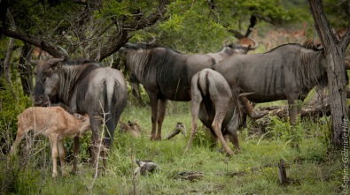 wildebeest (21 of 50)