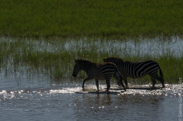 zebras (11 of 12)