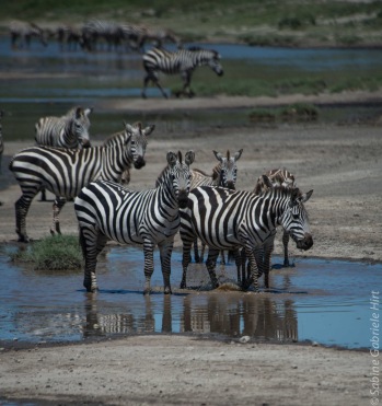 zebras (12 of 12)