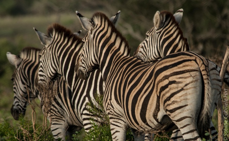 zebras (8 of 12)