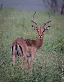 general-game-impala