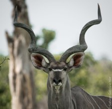general-game-kudu